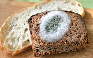 Заплесневевший хлеб не годен к употреблению в пищу