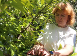 Памятная прививка Дереву Дружбы от НИИХП